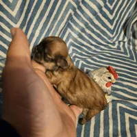 Honey bunny , a female Shih Tzu for sale in Diamond, MO – Photo 2 of 10