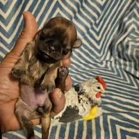 Honey bunny , a female Shih Tzu for sale in Diamond, MO – Photo 3 of 10