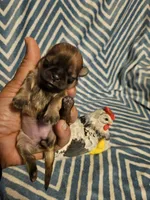 Bunny , a female Shih Tzu for sale in Diamond, MO – Photo 3 of 10