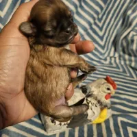 Honey bunny , a female Shih Tzu for sale in Diamond, MO – Photo 8 of 10