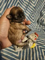 Bunny , a female Shih Tzu for sale in Diamond, MO – Photo 8 of 10