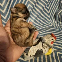 Honey bunny , a female Shih Tzu for sale in Diamond, MO – Photo 5 of 10