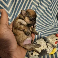 Honey bunny , a female Shih Tzu for sale in Diamond, MO – Photo 7 of 10