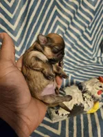 Bunny , a female Shih Tzu for sale in Diamond, MO – Photo 7 of 10