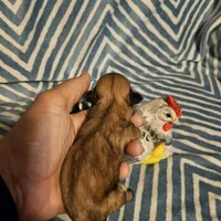 Honey bunny , a female Shih Tzu for sale in Diamond, MO – Photo 1 of 10