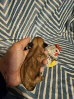 Bunny , a female Shih Tzu for sale in Diamond, MO – Photo 1 of 10