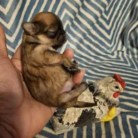 Honey bunny , a female Shih Tzu for sale in Diamond, MO – Photo 4 of 10