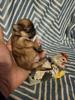 Bunny , a female Shih Tzu for sale in Diamond, MO – Photo 4 of 10