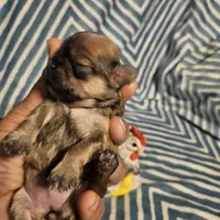 Honey bunny , a female Shih Tzu for sale in Diamond, MO – Photo 10 of 10