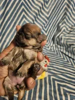 Bunny , a female Shih Tzu for sale in Diamond, MO – Photo 10 of 10