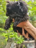 Ivy, a female Shih Tzu for sale in Diamond, MO – 3 of 10