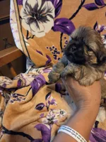 Marcus , a male Shih Tzu for sale in Diamond, MO – 4 of 10