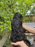 Ollie , a male Shih Tzu for sale in Diamond, MO – 10 of 10