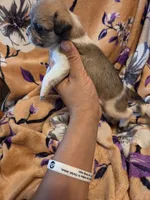 Maggie , a female Chihuahua and Shih Tzu for sale in Diamond, MO – 7 of 10