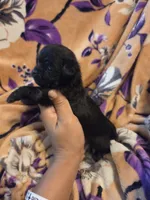 Cleo , a female Chihuahua and Shih Tzu for sale in Diamond, MO – 4 of 10