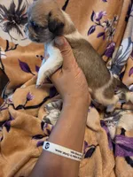 Maggie , a female Chihuahua and Shih Tzu for sale in Diamond, MO – 4 of 10
