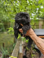 Maiya....., a female Shih Tzu for sale in Diamond, MO – 2 of 10