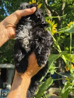 Tiana, a female Shih Tzu for sale in Diamond, MO – 8 of 9