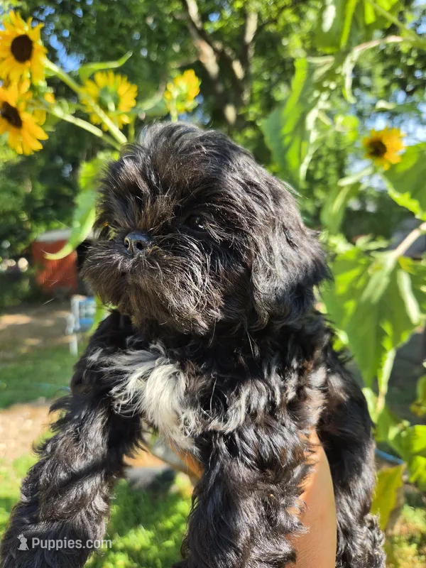 Tiana – Shih Tzu puppy for sale in Diamond, MO