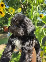 Tiana, a female Shih Tzu for sale in Diamond, MO – 1 of 9