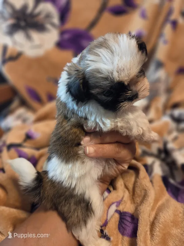 Milo – Shih Tzu puppy for sale in Diamond, MO