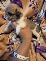 Maggie , a female Chihuahua and Shih Tzu for sale in Diamond, MO – 8 of 10