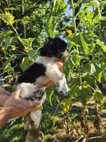 Mark , a male Shih Tzu for sale in Diamond, MO – 3 of 7