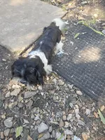 Luke, a male Shih Tzu for sale in Diamond, MO – 5 of 10