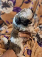 Milo, a male Shih Tzu for sale in Diamond, MO – 8 of 10