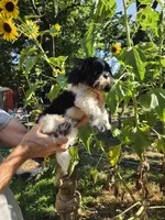 Mark , a male Shih Tzu for sale in Diamond, MO – 6 of 7