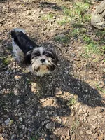Luke, a male Shih Tzu for sale in Diamond, MO – 7 of 10