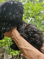 Ollie , a male Shih Tzu for sale in Diamond, MO – 5 of 10