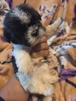 Mateo, a male Shih Tzu for sale in Diamond, MO – 10 of 10