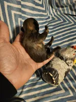 French roast , a female Shih Tzu for sale in Diamond, MO – Photo 3 of 9