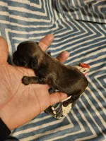 French roast , a female Shih Tzu for sale in Diamond, MO – Photo 9 of 9