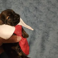 Frenchy , a male Shih Tzu for sale in Diamond, MO – Photo 10 of 10