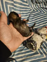 French roast , a female Shih Tzu for sale in Diamond, MO – Photo 6 of 9