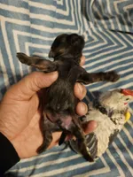 French roast , a female Shih Tzu for sale in Diamond, MO – Photo 4 of 9