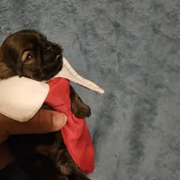 Frenchy , a male Shih Tzu for sale in Diamond, MO – Photo 3 of 10