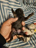 French roast , a female Shih Tzu for sale in Diamond, MO – Photo 8 of 9