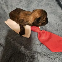 Frenchy , a male Shih Tzu for sale in Diamond, MO – Photo 8 of 10