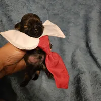 Frenchy , a male Shih Tzu for sale in Diamond, MO – Photo 1 of 10