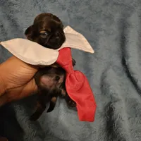 Frenchy , a male Shih Tzu for sale in Diamond, MO – Photo 7 of 10