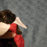 Frenchy , a male Shih Tzu for sale in Diamond, MO – Photo 6 of 10