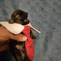 Frenchy , a male Shih Tzu for sale in Diamond, MO – Photo 5 of 10