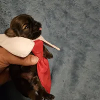 Frenchy , a male Shih Tzu for sale in Diamond, MO – Photo 4 of 10