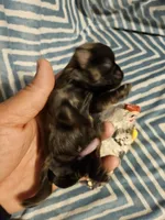 French roast , a female Shih Tzu for sale in Diamond, MO – Photo 2 of 9