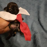 Frenchy , a male Shih Tzu for sale in Diamond, MO – Photo 2 of 10