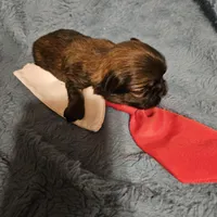 Frenchy , a male Shih Tzu for sale in Diamond, MO – Photo 9 of 10