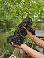 Maiya....., a female Shih Tzu for sale in Diamond, MO – 8 of 10